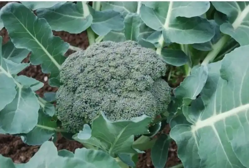 i broccoli sono i fiori di questa pianta