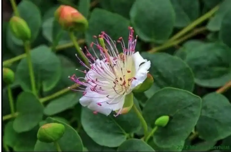 i capperi sono i germogli di questo fiore