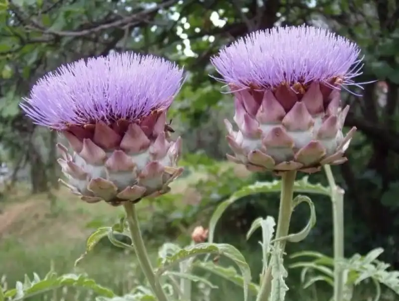 i carciofi sono fiori e noi mangiamo il germoglio. quando fioriscono sono di una bellezza incredibile