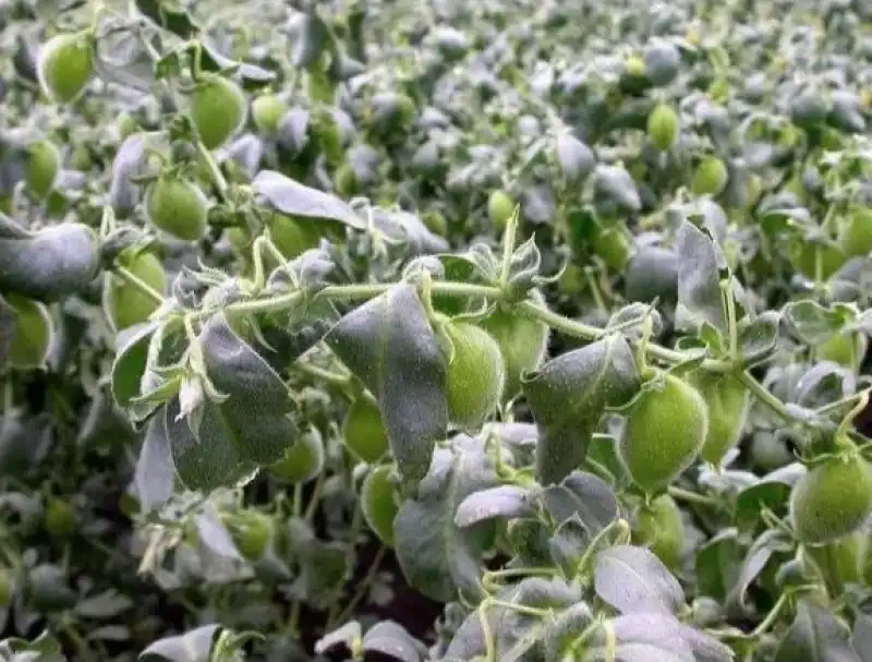 i ceci crescono in piccole piantine racchiusi in un involucro verde