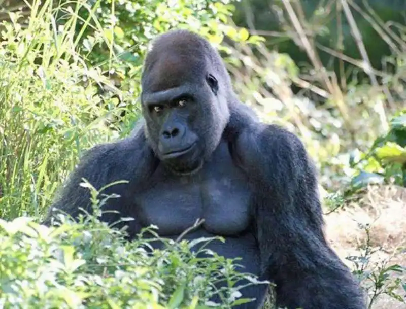 il gorilla in posa