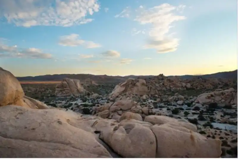 Joshua Tree