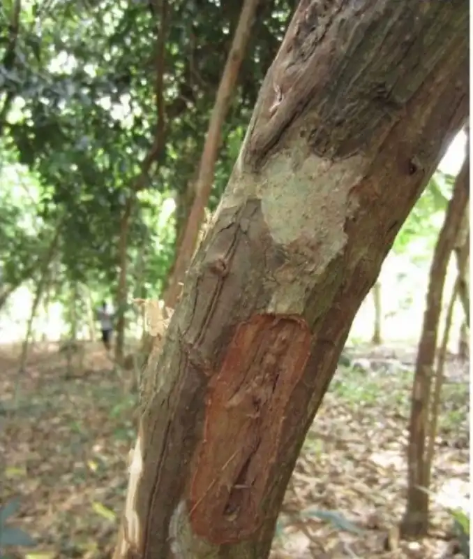 la cannella e la corteccia interna di questi albero