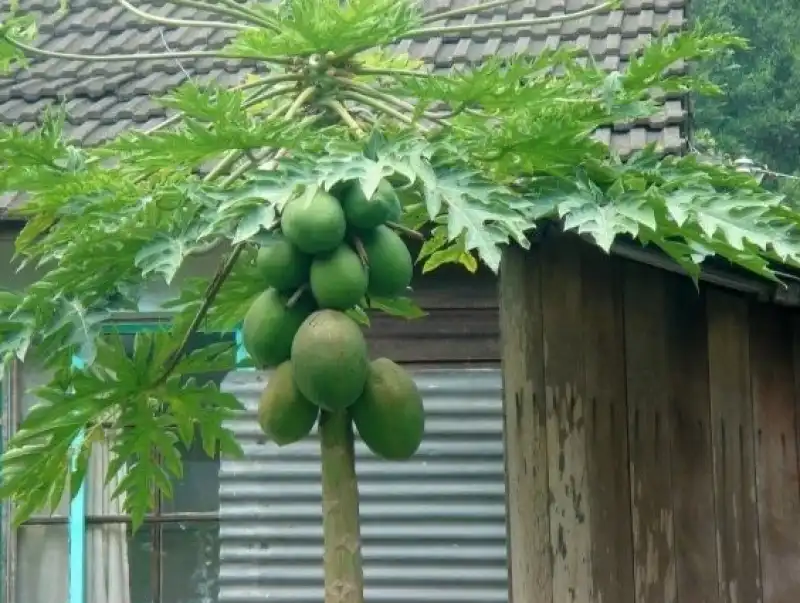 la papaya cresce come le banane su un albero