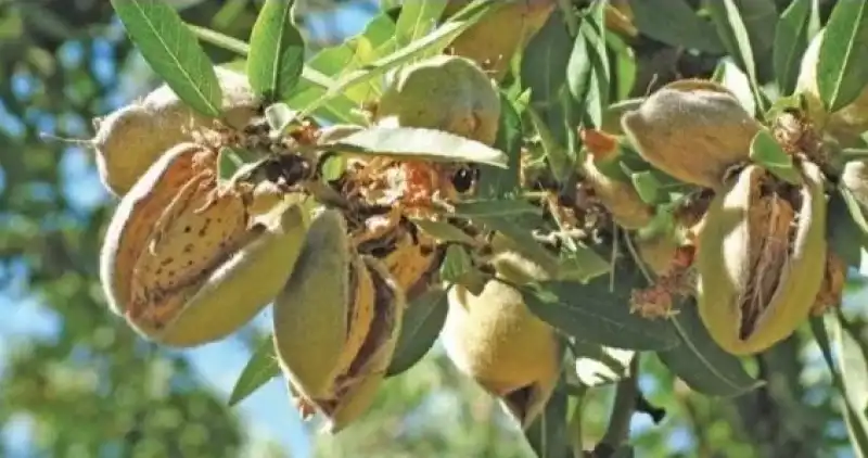 le mandorle sono i semi di questo albero. crescono in gusci legnosi 