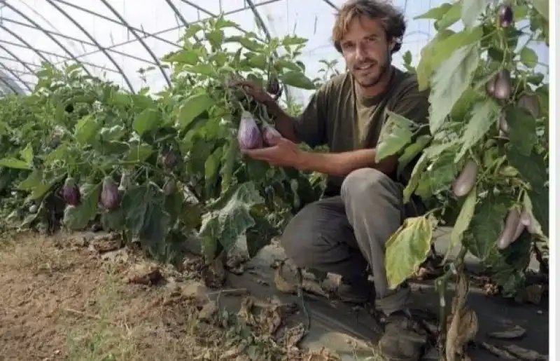 le melanzane crescono in queste piantine basse