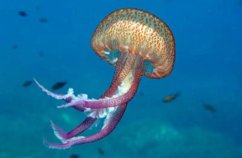 MEDUSA PELAGIA NOCTILUCA