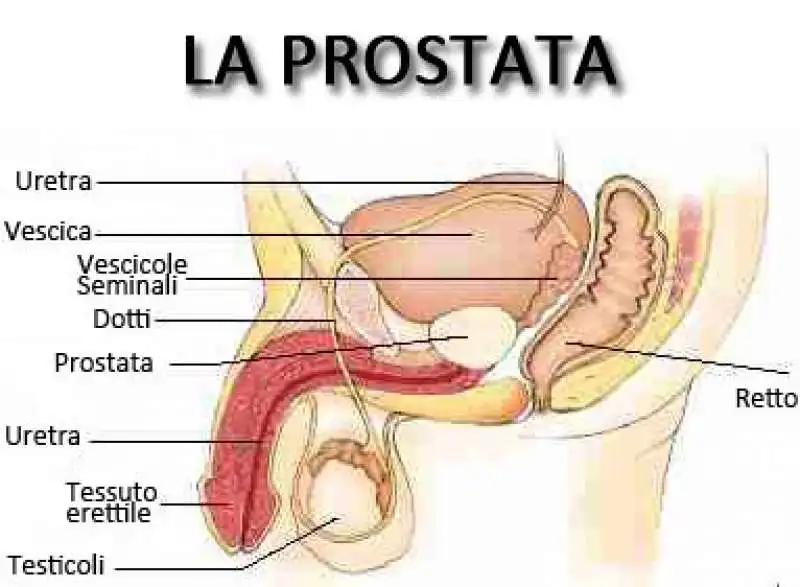 PROSTATA