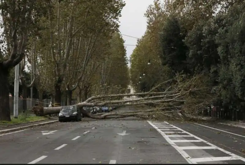 alberi crollati a roma 18