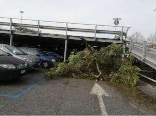 alberi crollati a roma 3