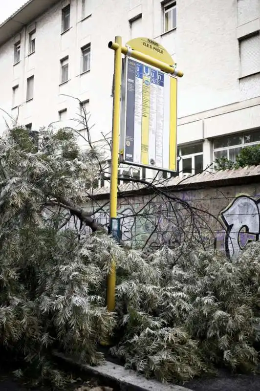 alberi crollati a roma 7