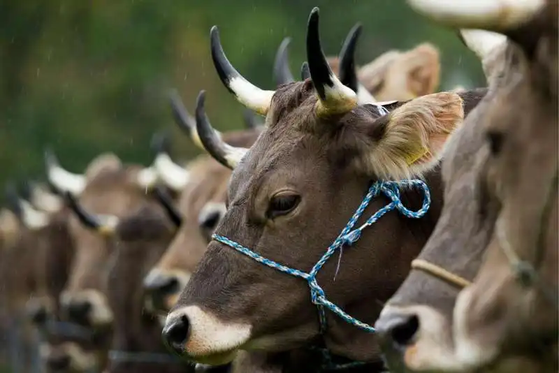 BOVINI IN SVIZZERA     