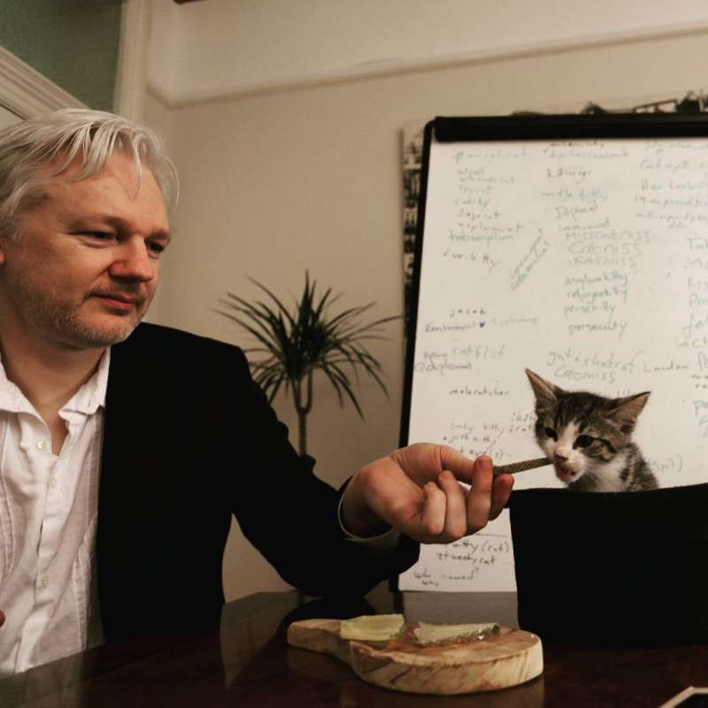 il gatto di assange 5