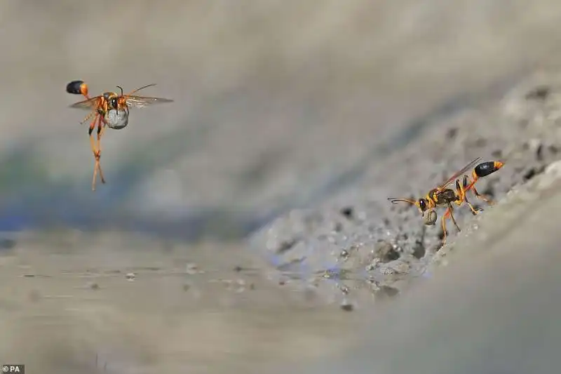 mud rollinf mud dauber di georgina steytler