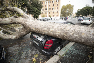 roma cadono alberi