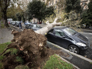 roma cadono alberi 2