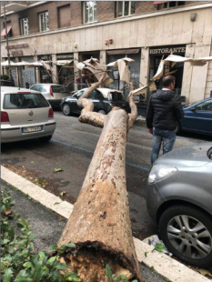 roma caduta alberi 5