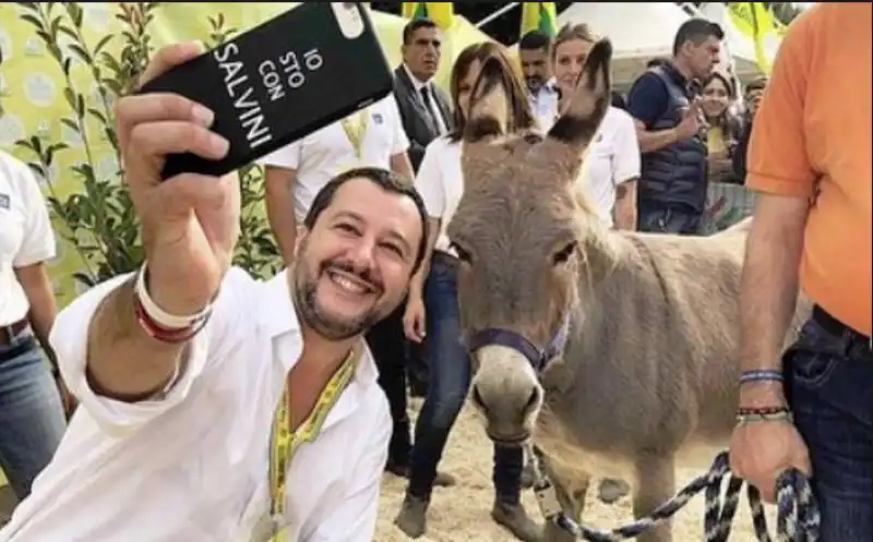 salvini asino