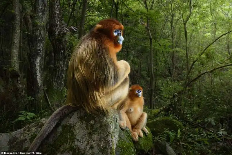 the golden couple di marsel van oosten, la foto che ha vinto il gran title del wildlife photographer of the year 2018