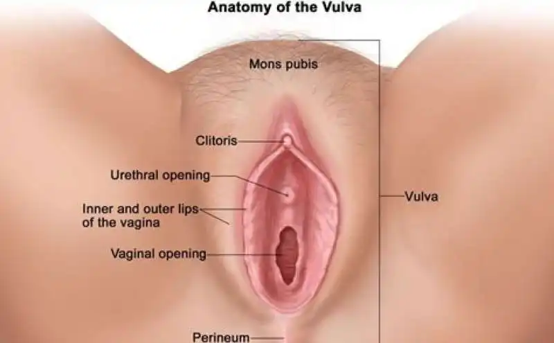 vulva 1