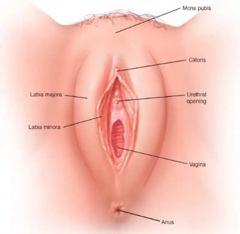 vulva 2