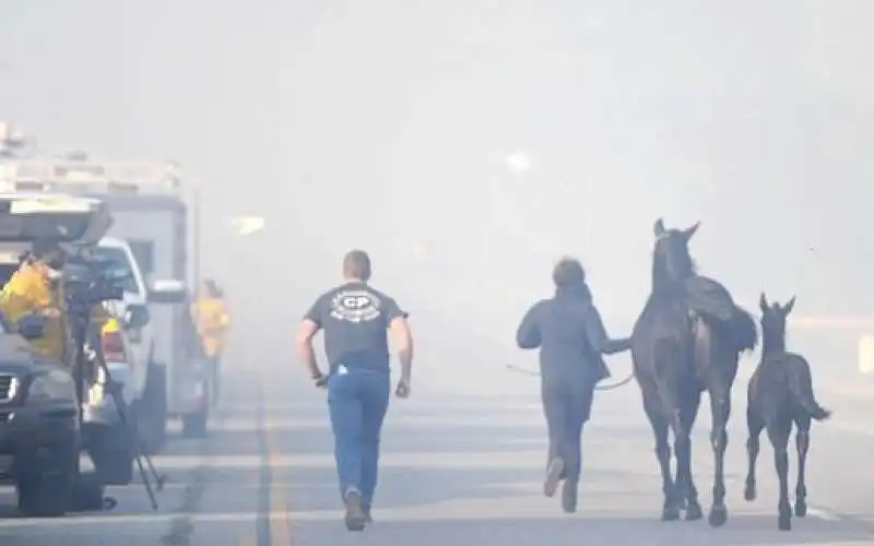 cavallo torna nella stalla in fiamme per salvare la famiglia 12