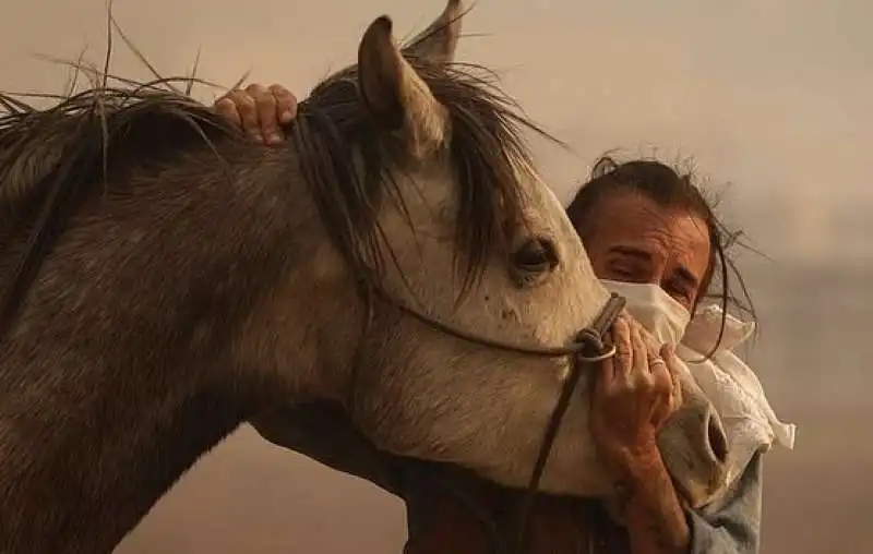 cavallo torna nella stalla in fiamme per salvare la famiglia 13