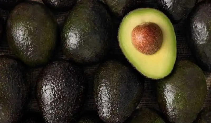 la guerra dei narcos per l'avocado 14