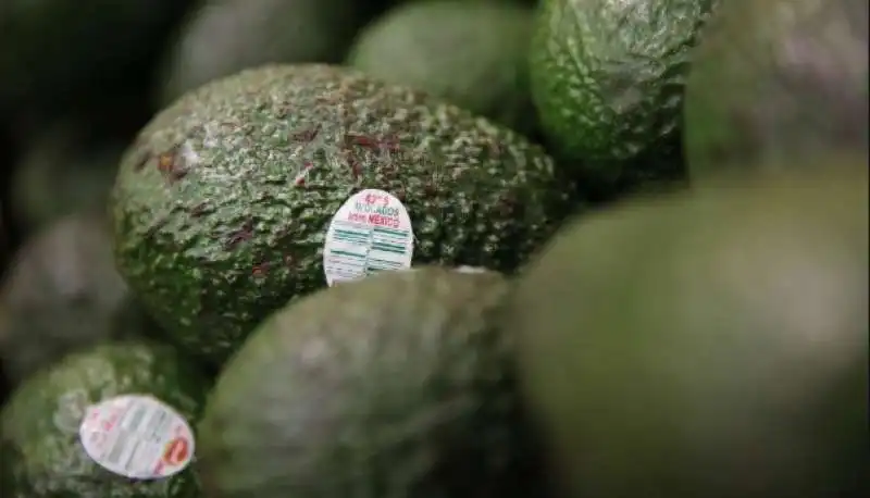 la guerra dei narcos per l'avocado 9