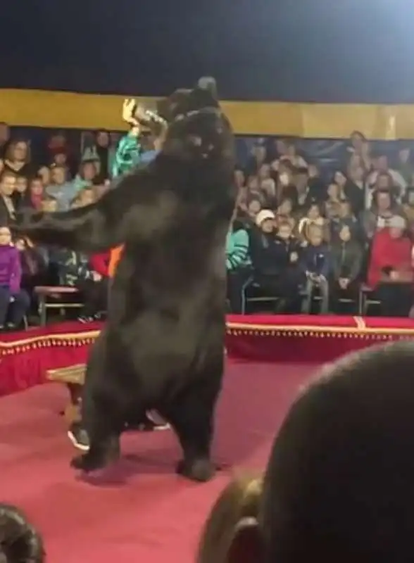 orso attacca domatore in un circo 5