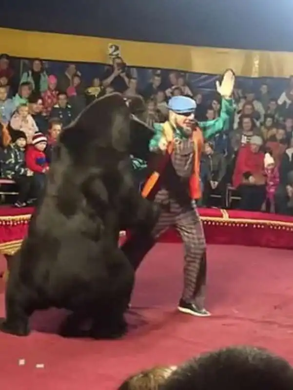 orso attacca domatore in un circo 6