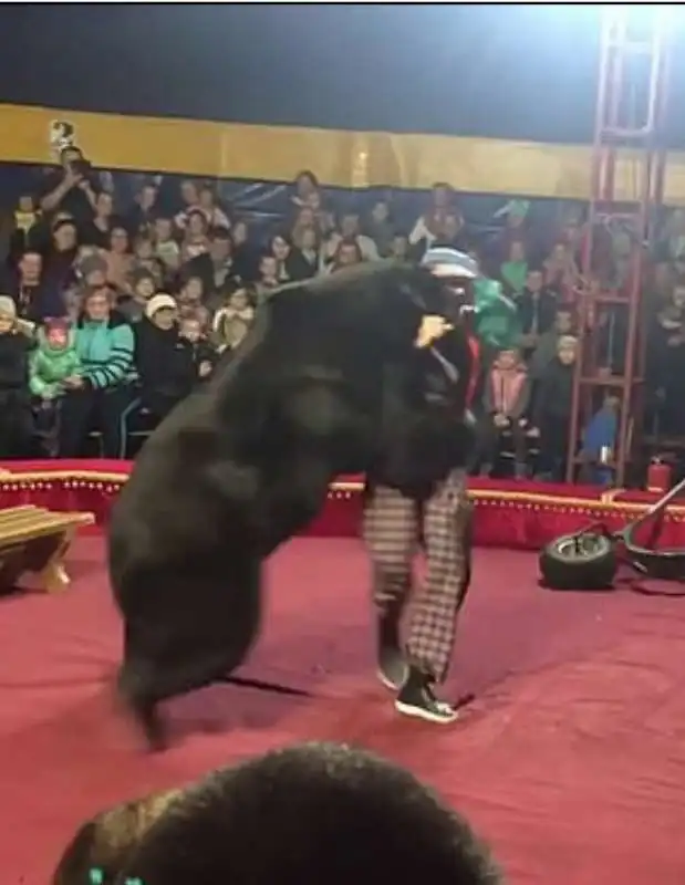 orso attacca domatore in un circo 7