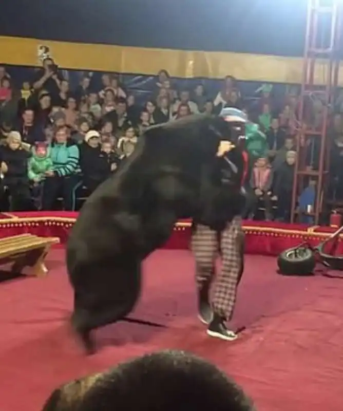 orso attacca domatore in un circo 9