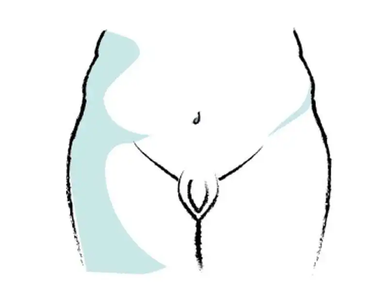 vagina con labbra curve