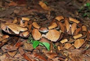 vipera del gabon 1