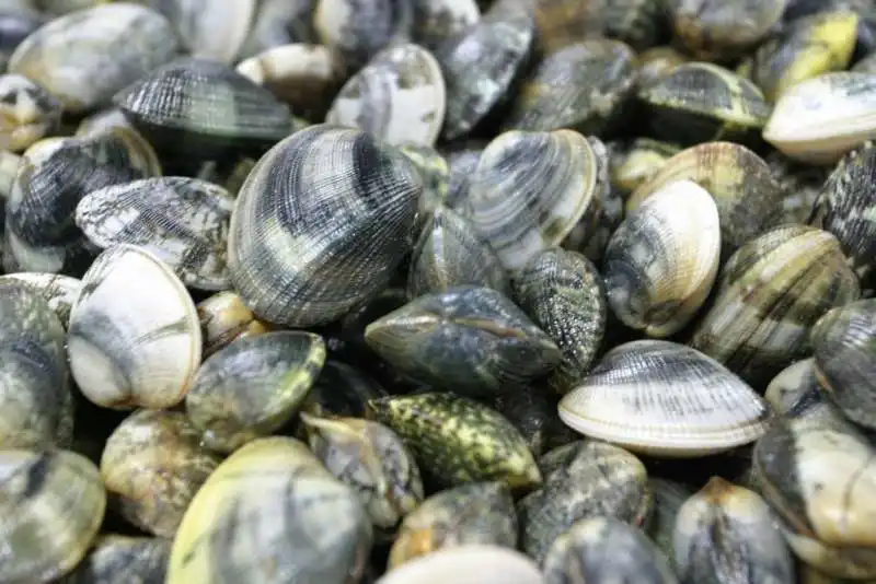 vongole 5