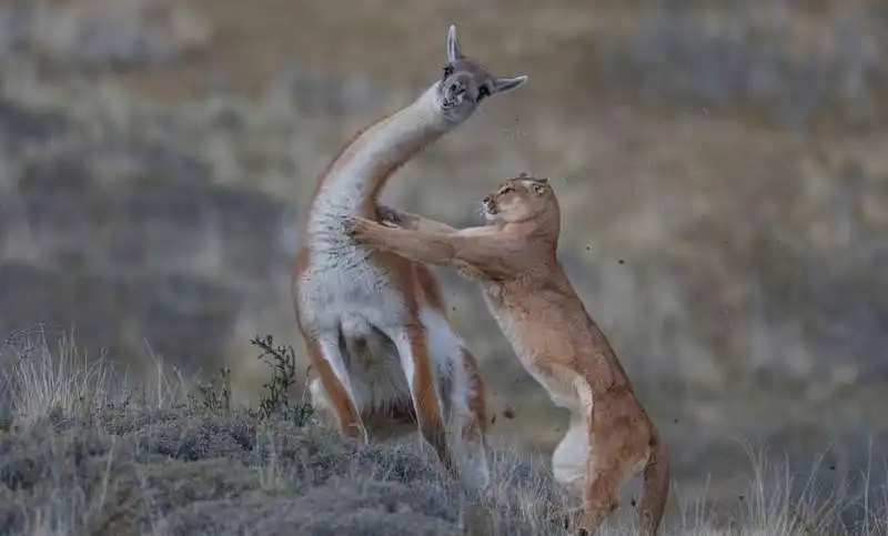 wildlife photographer of the year 2019 7