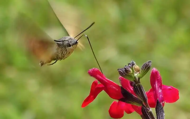 wildlife photographer of the year 2019 9