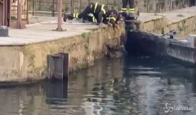 cinghiali nel naviglio a milano