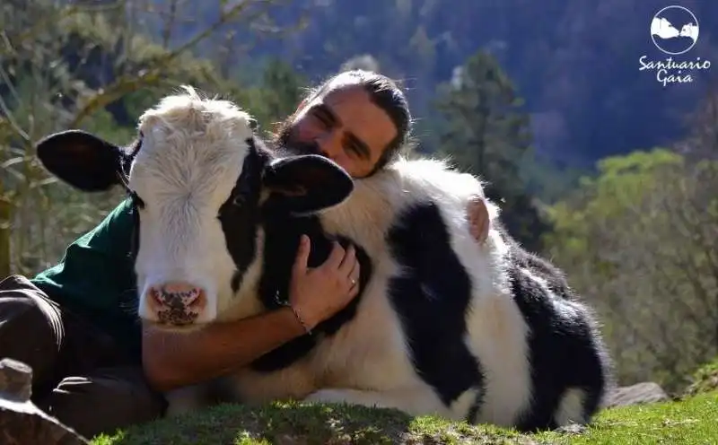 cow hugging abbracciare le mucche 10