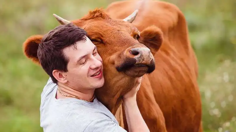 cow hugging abbracciare le mucche 2