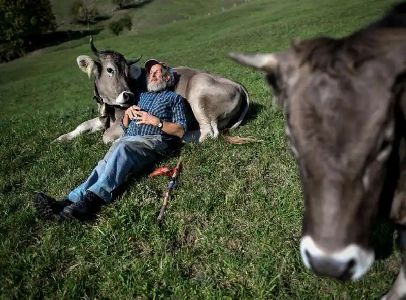 cow hugging abbracciare le mucche 3