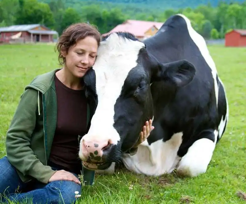 cow hugging abbracciare le mucche 4