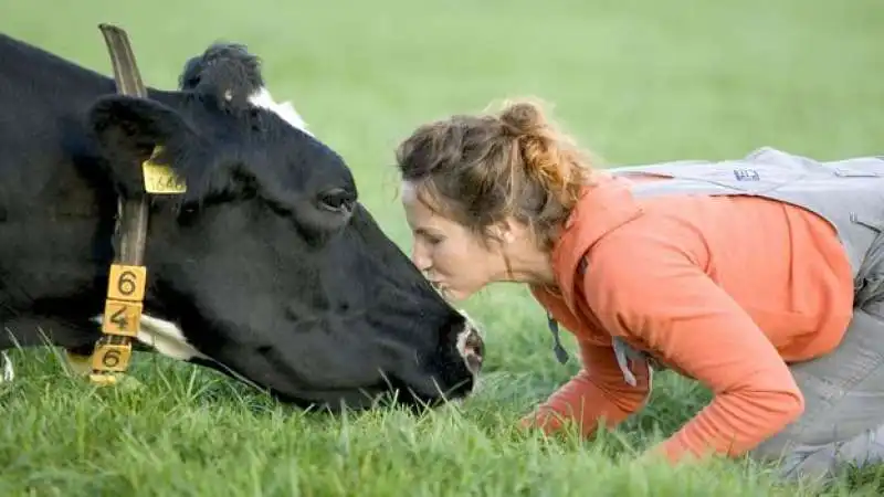 cow hugging abbracciare le mucche 8