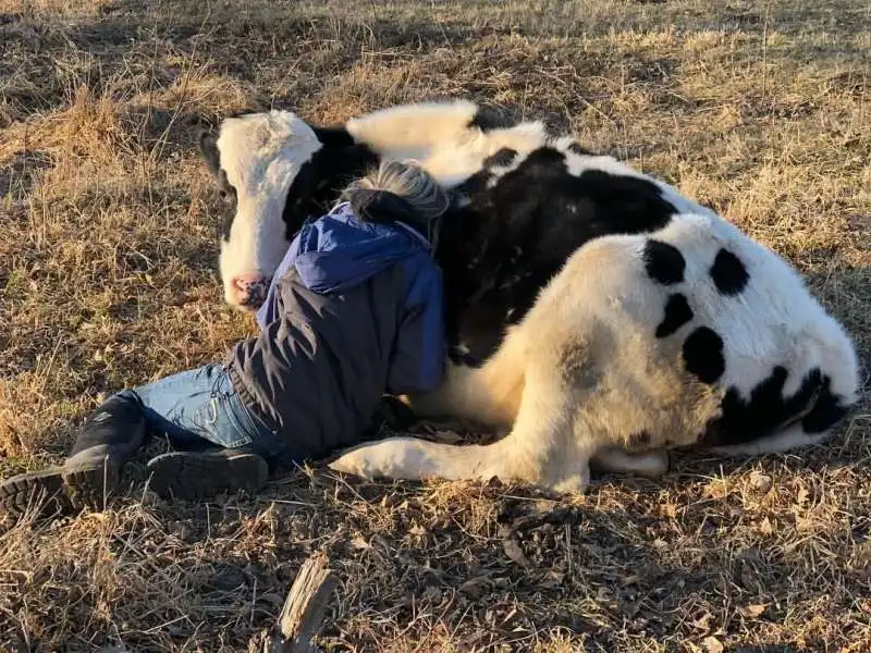 cow hugging abbracciare le mucche 9