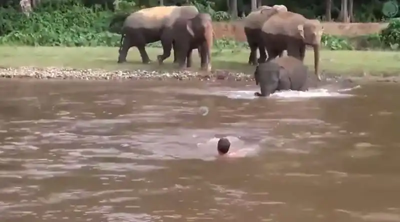 elefante corre a salvare un uomo in thailandia 2