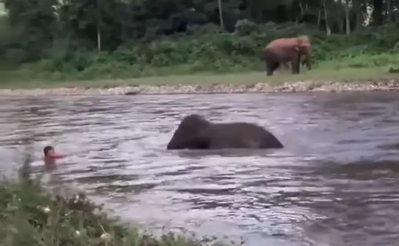 elefante corre a salvare un uomo in thailandia 5