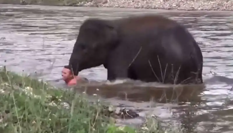 elefante corre a salvare un uomo in thailandia 6