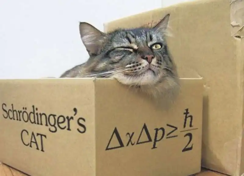 gatto di schroedinger