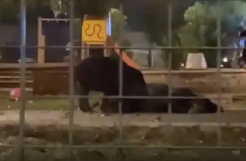 mamma cinghiale e cuccioli uccisi a roma 6